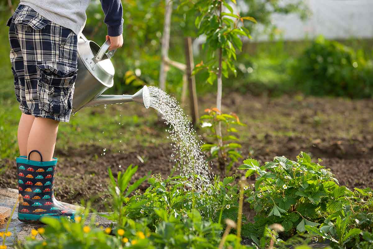 Zalievanie na listy či ku koreňom rastlín