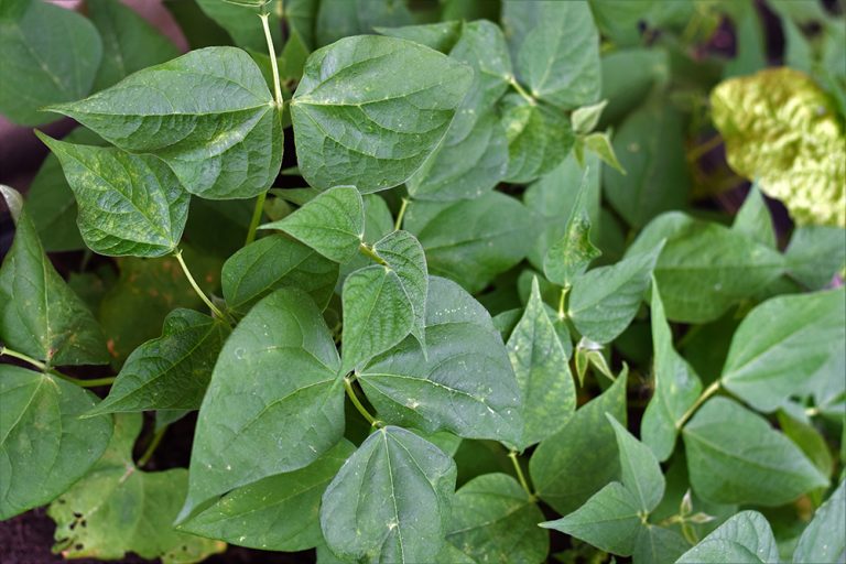 Uvoľnilo sa vám miesto v záhrade? Teraz zasejte toto a neobanujete!