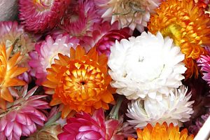 Kvety slamienkov rôznej farby