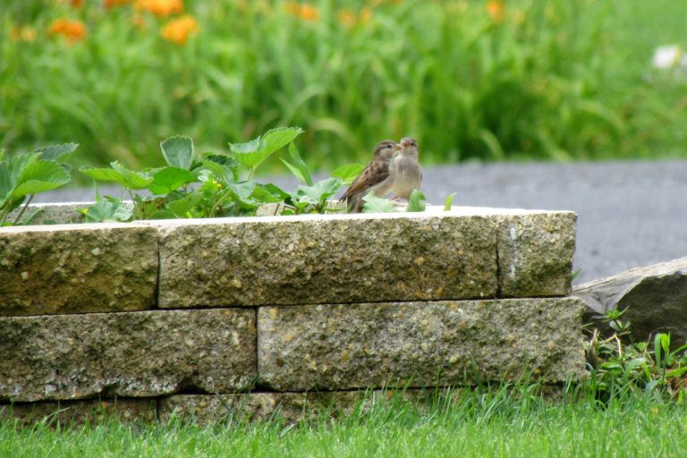 Ako si vyrobiť murovaný vyvýšený záhon?