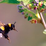Čmeliak letiaci na kvet