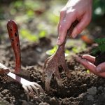 Výsadba malej rastlinky do pôdy, malé záhradné náradie