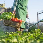 Záhradkár v záhrade s košíkom úrody