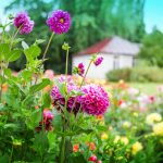 Kvety v záhrade, dom