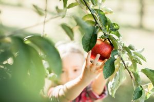Dieťa trhajúce jablko v záhrade