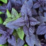 Zelená a fialová bazalka