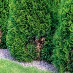 Hnedé fľaky na tuji