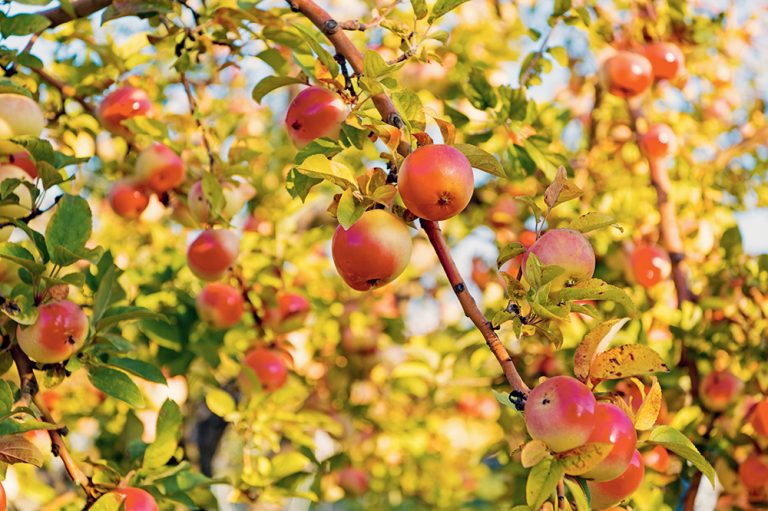Jabloň s jablkami na jeseň