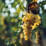 Strapec bieleho hrozna na viniči na jeseň