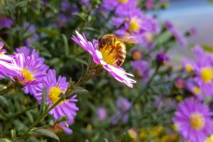 Včela na kvetoch astry