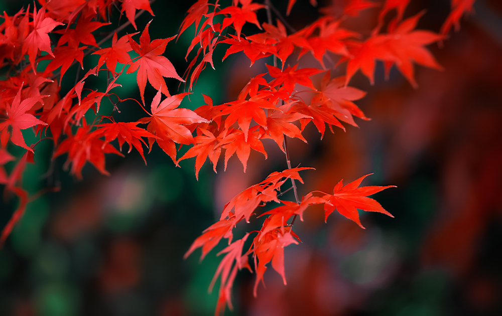 Červené listy na japonskom javore