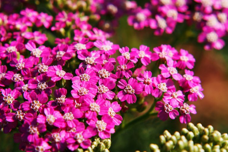 5 trvaliek babieho leta, ktoré rastú v záplave neskorých slnečných lúčov