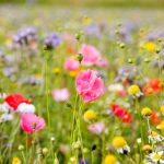 Kvetinová lúka