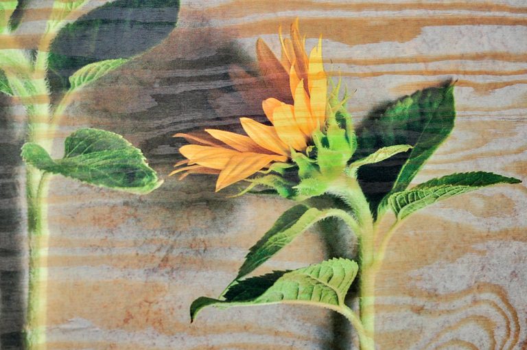 Záhrada na jeseň. Alebo radšej na jaseň?