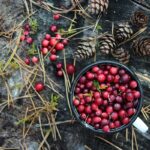 Októbrové liečivé rastliny a plody