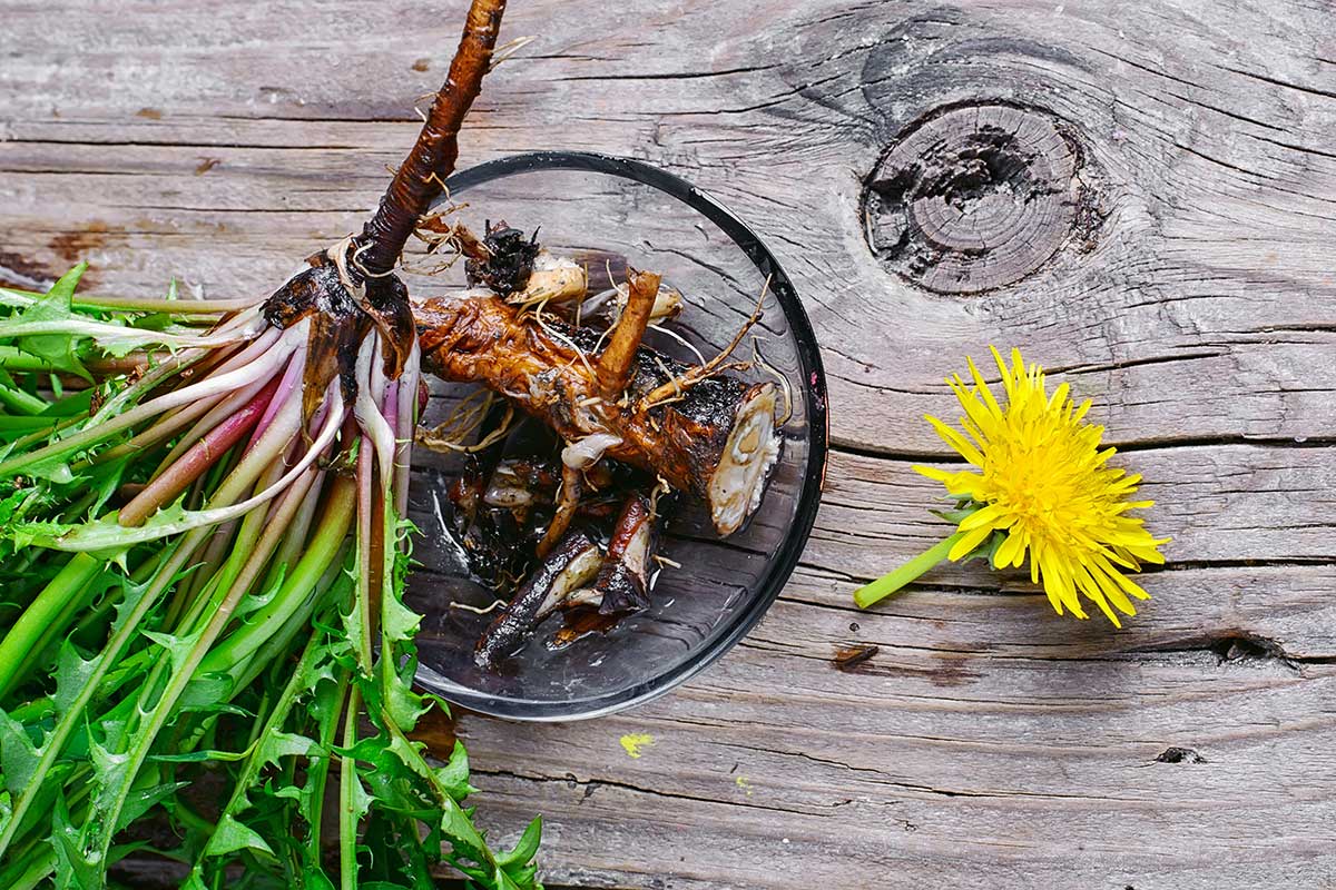 Púpavový odvar na boľavé kĺby