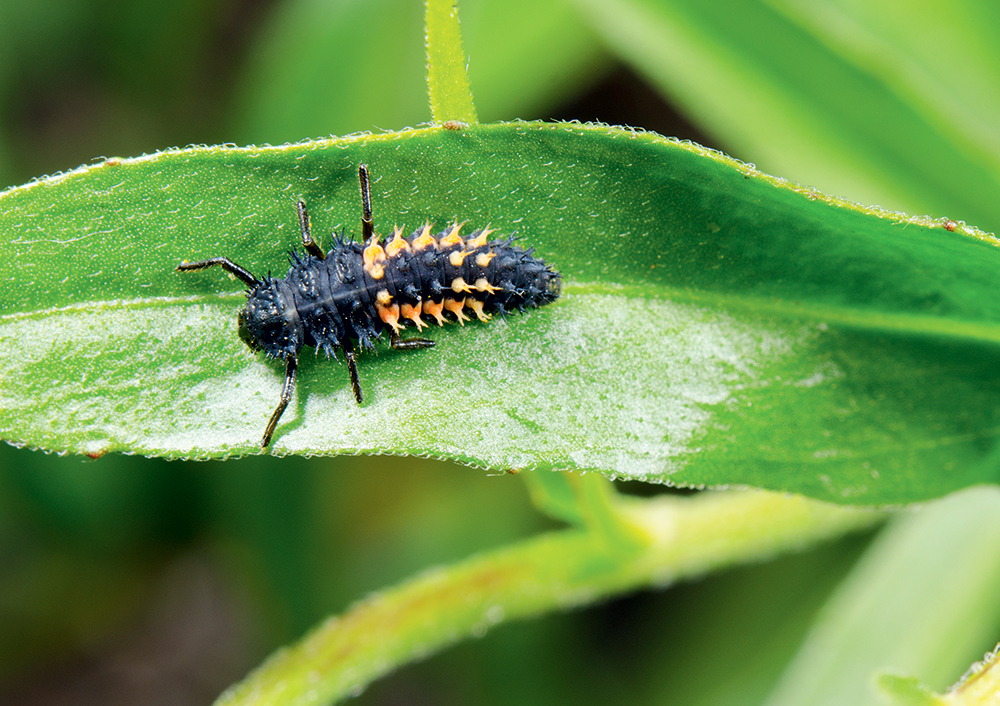 Larva lienky