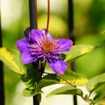 Fialový kvet clematisu