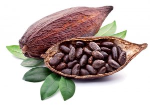 Plod kakaovníka