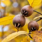 Mišpuľa na kríku, žlté jesenné lístie