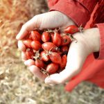 Šípky v detskej dlani