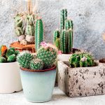 Kaktusy v črepníkoch