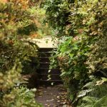 Zarastená divoká záhrada