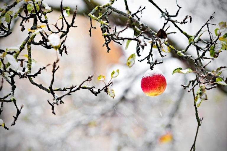 Jablko na zamrznutej jabloni, zima