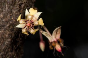 Kvet kakaovníka