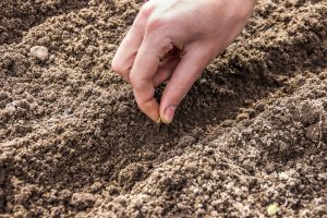 Vysievanie semienok do pôdy