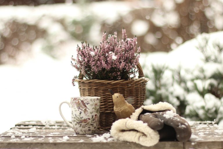 Lunárny kalendár pre záhradkárov - december 2019