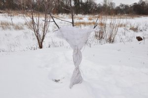 Mladý stromček obalený textíliou, ochrana pred zimou