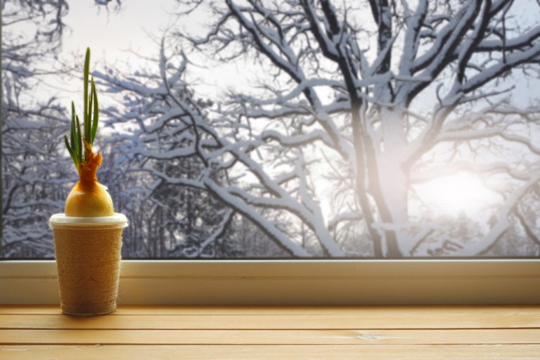 6 tipov, čo robiť v decembri, ak vám už chýba záhrada