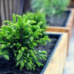 ihličnan v črepníku