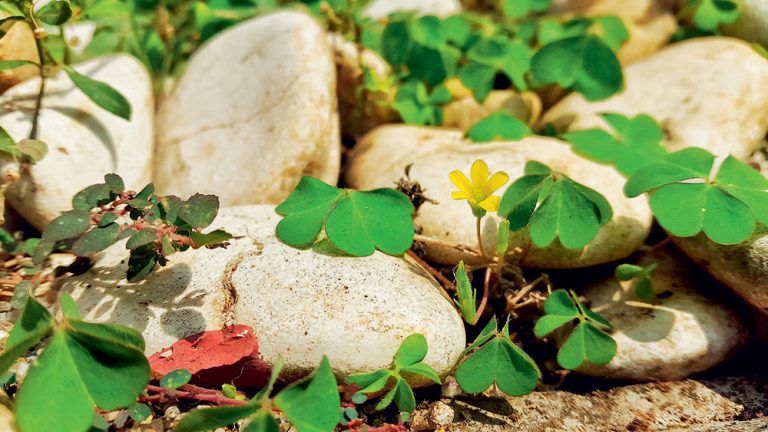 Kysličkovec v záhrade. Ako si s ním poradiť?