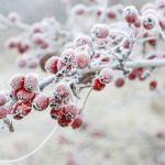 Zamrznuté červené plody