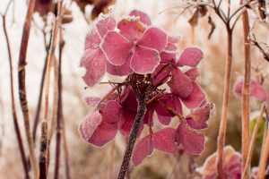 Zamrznutý kvet hortenzie
