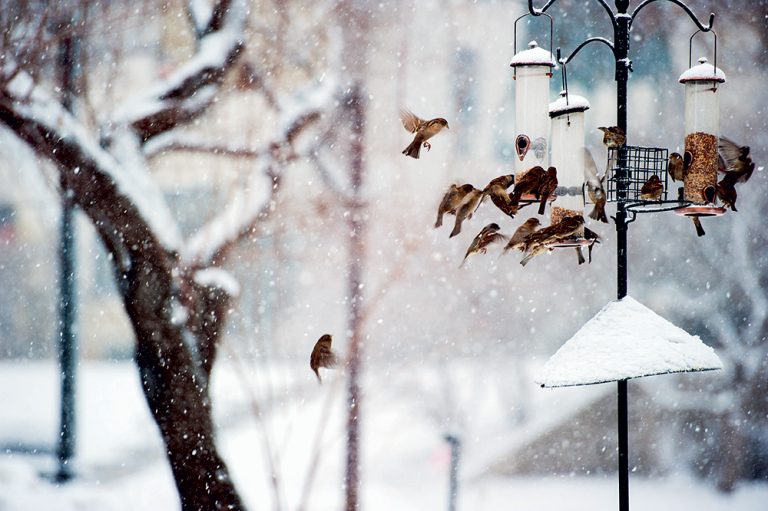 Počas vianočného obdobia nezabúdajme na operencov v záhrade. Ako ich správne kŕmiť?
