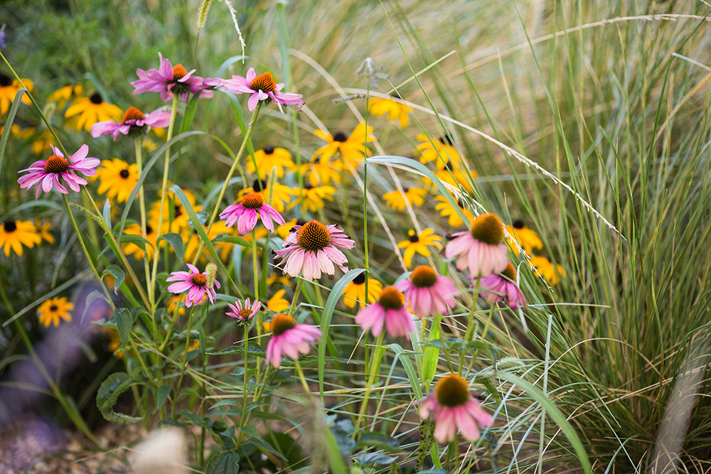 Kvety v záhone, echinacea