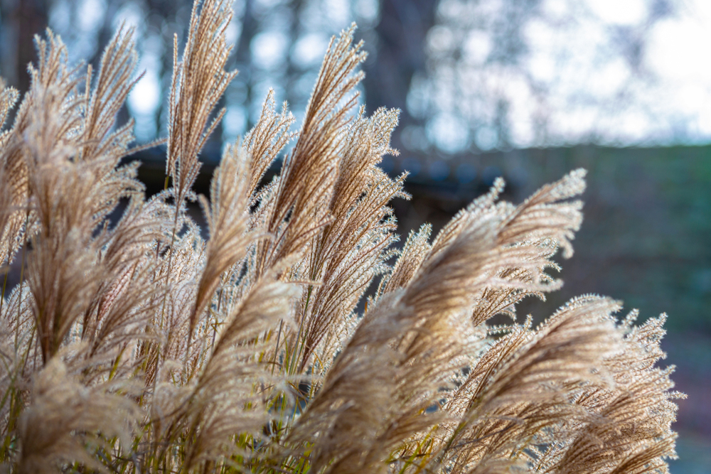 Cortaderia selloana