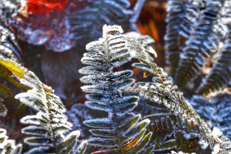 Tieto 4 rastliny ozdobia záhradu aj počas zimy