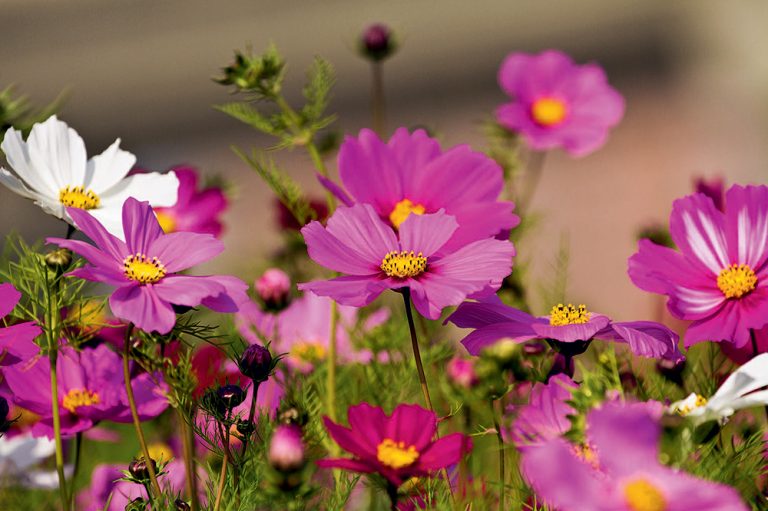 Ako pestovať krasuľku?