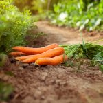 Mrkva na hriadke