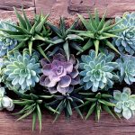 Sukulenty v drevenom ráme