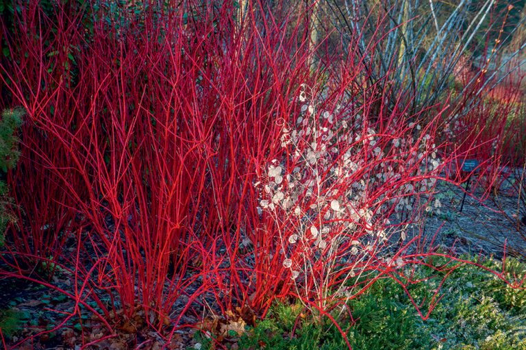 Tieto kry režeme v marci. Teraz je príležitosť vrátiť im stratenú krásu