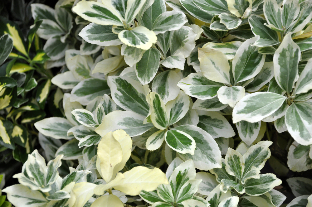 shutterstock_1160468440