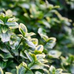 Panašovaný bršlen