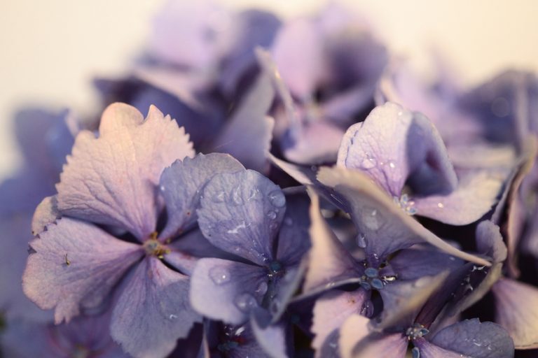 Po zime: Čistíme a režeme veľkokveté hortenzie