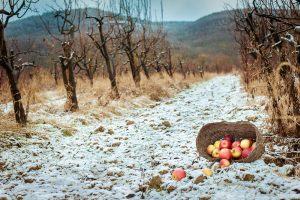 Ovocný sad v zime, jablká vysypané z koša