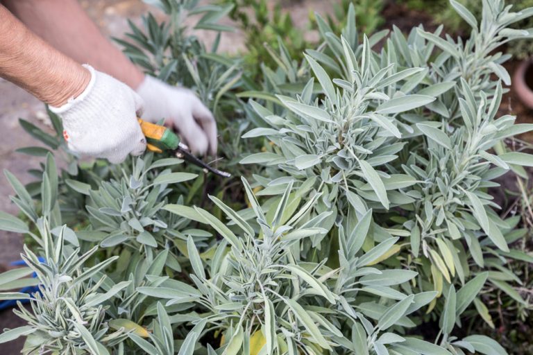 Krok za krokom: Ako rezať šalviu